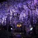 ⛩ ﹐🪻﹒ ᎿҺ𝗲 ᙖᥙ𝚝Ե𝑒𝓇ܻ⨍𝑙𝚢 ᘻ𝒂ɴֆí᥆Ⴖ﹒⟢