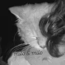 MLO 🐾