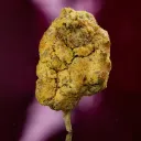 The Stoned Age