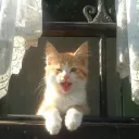 ۪ ུ 𝓗𝑒𝒶𝓋𝑒𝓃𝓁𝓎’𝓈 𝓒𝑜𝓋𝑒 ﹒ ︵︵