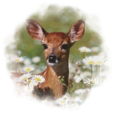 ⸙ Deerly Beloved ┈ 🦌
