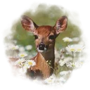 ⸙ Deerly Beloved ┈ 🦌