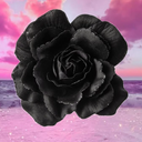 「 ✦ 𝓟𝓲𝓷𝓴 𝓟𝓪𝓻𝓪𝓭𝓲𝓼𝓮 ✦ 」