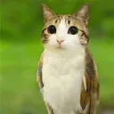 BMF 🐱