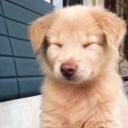 Pup Tag (.gg/softboys)