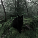 ⊹ ࣪ ˖ Pinegrove Sanctuary ݁ ˖Ი𐑼⋆