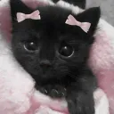 /pawed
