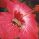 PR 🌺