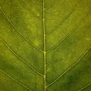 Under a Leaf