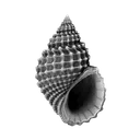 shell