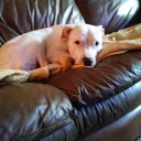 MyPitbullRomance (BH)