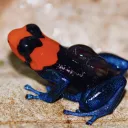 Dart Frog Friends