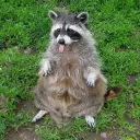 Raccoon’s basement