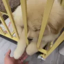 ꒰  .  🐕 。Puppys Den ◟ `` ˖