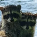 The Raccoon Nursery