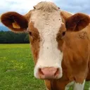 The Pasture