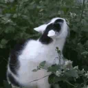 butt hole