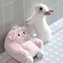 kitten palace
