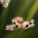 Cute Spiders