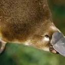 Platypus' Hangout