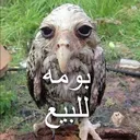بومه للبيع