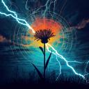 Wildflower Weather