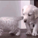𝐀𝐧𝐢𝐦𝐚𝐥 𝐬𝐡𝐞𝐥𝐭𝐞𝐫 🐾