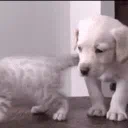 𝐅𝐨𝐫𝐞𝐯𝐞𝐫 𝐇𝐨𝐦𝐞 𝐇𝐚𝐯𝐞𝐧 🐾