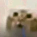 sal’s e kittens