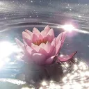 bloom