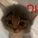 Project Cat icon