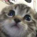 we are like cats innocent and cutes