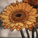 Gerbera