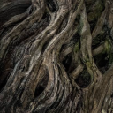 The Rootbound