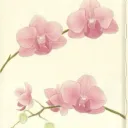 orchid