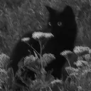 𝙉𝙤𝙘𝙩𝙪𝙧𝙣𝙖𝙡  ࣪ ִֶָ☾.࣪࿐ discord icon