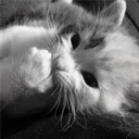 ✦ 𓏻  moody kitty !! ’ ◟