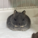 huge bunny looks for friends.mov