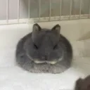 huge bunny looks for friends.mov