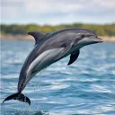 Aquatic Fins Therian Pod/Pack server icon