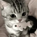 cutie kittys!