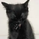 /kitties  ^. .^₎⟆