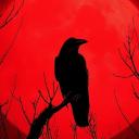Dead crows society