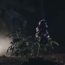 𝐖 𝐎 𝐋 𝐅 𝐒 𝐁 𝐀 𝐍 𝐄.