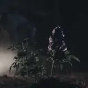 𝐖 𝐎 𝐋 𝐅 𝐒 𝐁 𝐀 𝐍 𝐄.