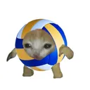 Polskie Haikyuu!