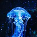 Jellyfish Lake