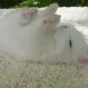 /bunnies♡