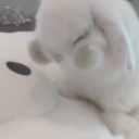 𓏵‧₊˚ ┊Bunnies ᧔ෆ᧓𖦹 ׂ 𓈒🐇 ೀ