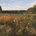 𝑇ℎ𝑒 𝑔𝑖𝑙𝑑𝑒𝑑 𝑚𝑒𝑎𝑑𝑜𝑤🌾
